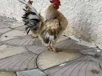 Chickens — عکس 1