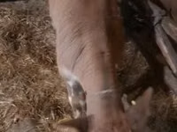 Boğa, Simmental cattle — foto 6