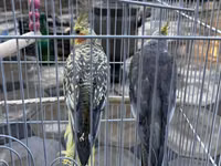 Nimfa (Cockatiel) cütlüyü və qəfəs dəsti - Növ: Nimfa tutuquşusu — φωτογραφία 1