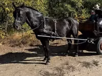 Horse (M), Nonius horse — photo 2