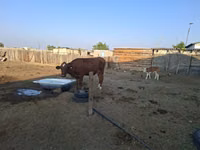 Cow, Latvian Blue cattle — photo 1
