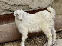Ged, Saanen goat — foto 3