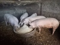 Säue, Schweine — Foto 3