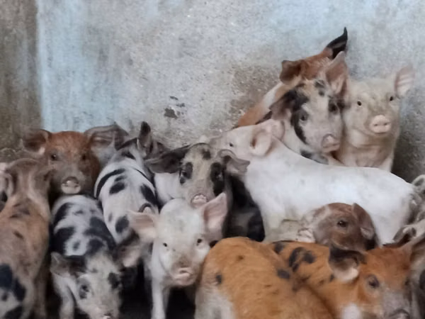 Boar, Pigs — Moldova