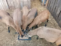 Sheep, Cameroon sheep — photo 1