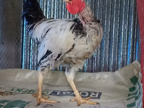 Chickens