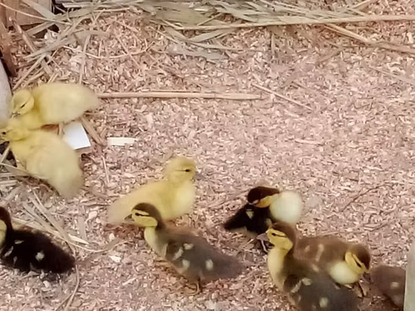 Ducks — Azerbejdżan