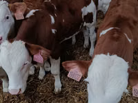 Ng'ombe (kikundi, jinsia haijatajwa), Simmental cattle — picha 1