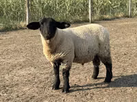 Ram, White Suffolk sheep — photo 2
