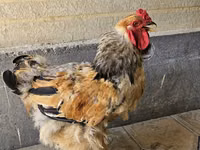 Brahma — foto 4
