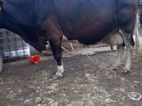 Cow, Cattle — photo 4