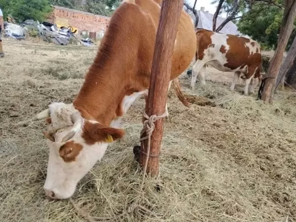 গাভী, হাঙ্গেরিয়ান গ্রে জাত — হাঙ্গেরি