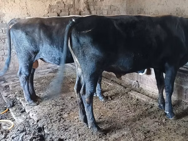 Bull, Swiss cattle — Kyrgyzstan