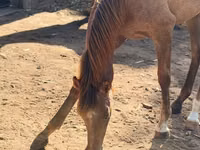 घोड़ी, Arabian horse — फ़ोटो 2