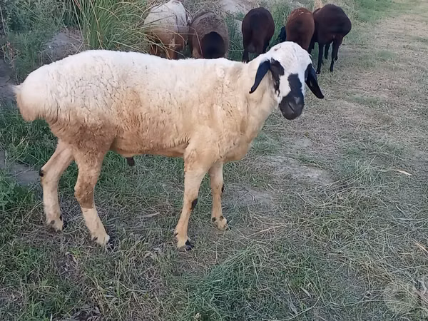 ஆண் ஆடு, Blackheaded Persian sheep