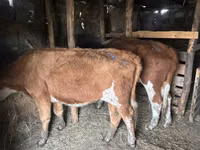 Sapi, Cattle — foto 2