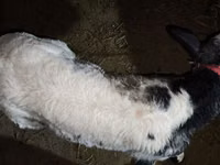 Bull, Belgian Blue — photo 6
