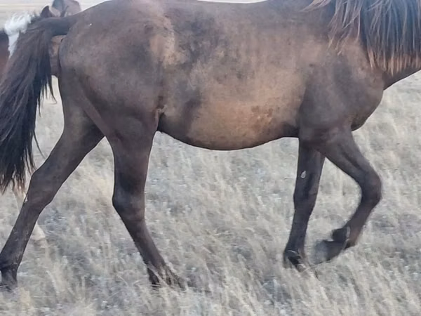 Horse (M), Horse breed — Kazakhstan