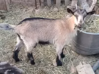 Ged, Saanen goat — foto 7