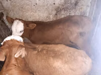 Bou, Simmental cattle — foto 1