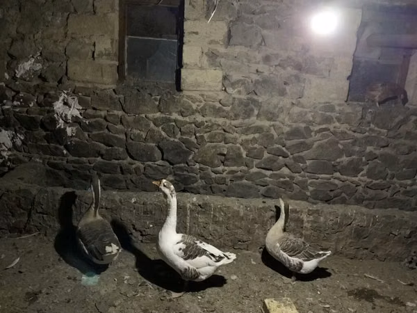 Geese — Azerbaijan