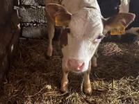 Bull, Simmental cattle — photo 2