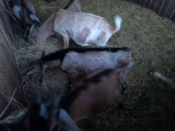 Billy Goat, Nubian Goat — Hungary