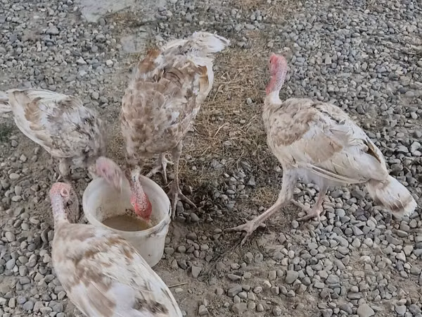 Turkeys