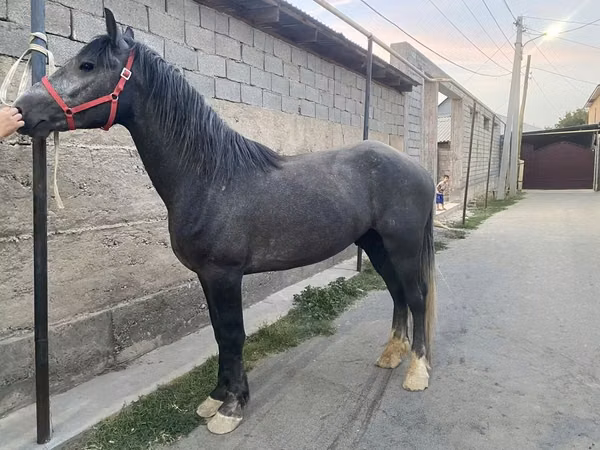 Horse (M), Kustanai horse — Kazakhstan