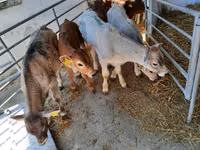 گاو نر, Charolais cattle — عکس 2