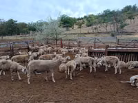 Sheep, Sheep — photo 1