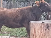 Sapi, Cattle — foto 5