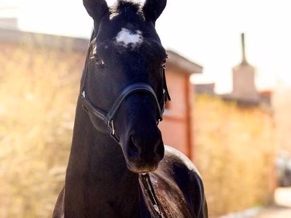 Horse (M), Thoroughbred horse