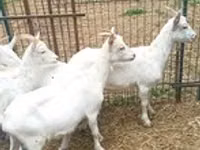 ছাগী, Saanen goat — ছবি 3