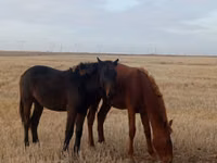 Kuda betina, Horses — foto 3