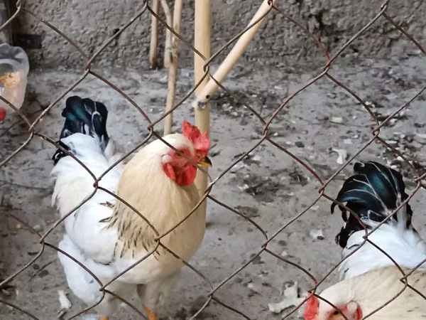 Chickens — Kyrgyzstan