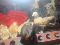 Chickens — foto 1