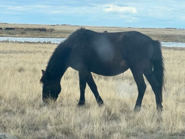 Mare, Horses — Kazakhstan