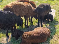 Baran, Rhon sheep — zdjęcie 2