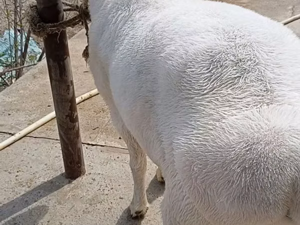 Ram, Sheep — Uzbekistan