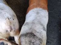 Säue, Schweine — Foto 1