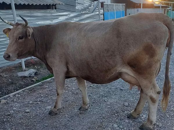 雌牛, アラタウ種