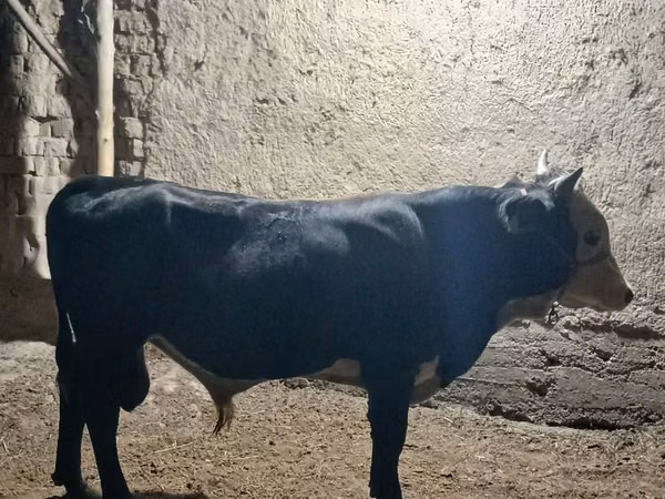 Bull, Cattle — Uzbekistan