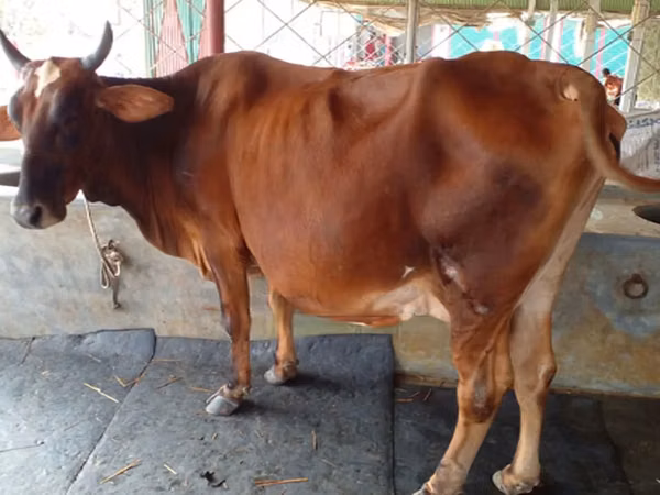 Mucca, Bovini — Bangladesh