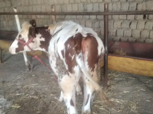 Vache, Simmental cattle — Ouzbékistan