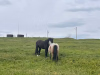Mare, Horses — photo 5