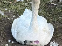 Geese — foto 1