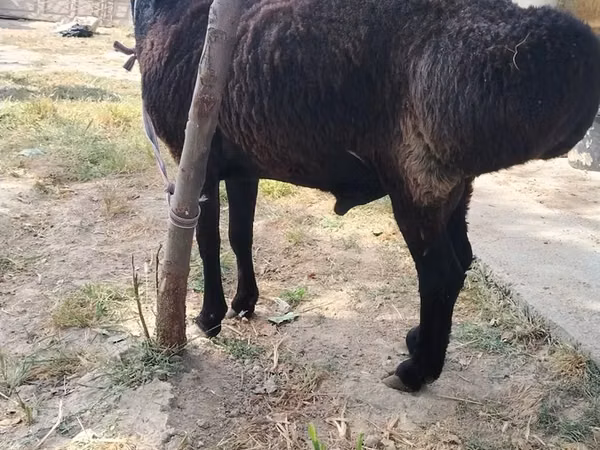 Ram, Sheep — Uzbekistan