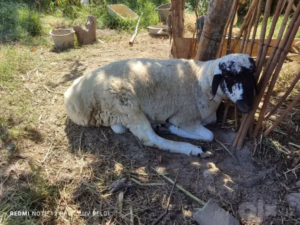 Ram, Blackheaded Persian sheep