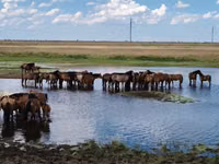 Horses (batch, sex not specified), Horses — photo 4